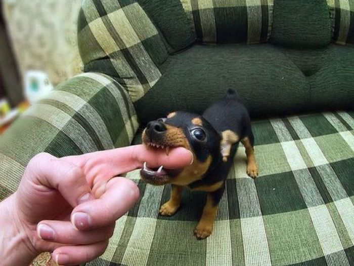 Acid Picdump (128 pics)