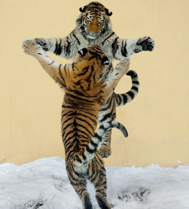 Acid Picdump (128 pics)