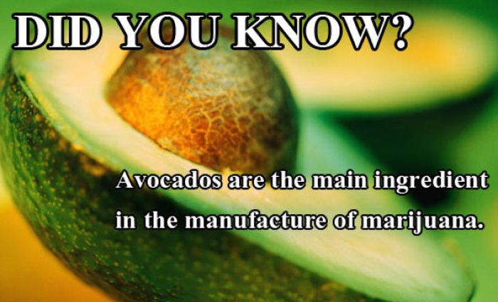 Funny Facts That Are Not True (18 pics)