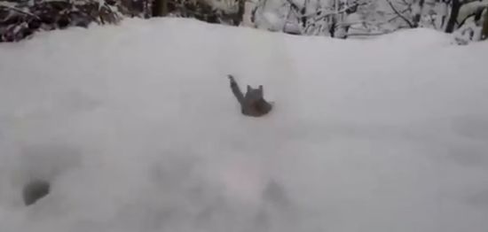 Awesome Cat That Loves to Play in Snow
