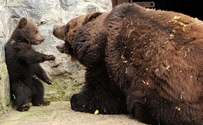 Mother Bear Angry at Her Cub (4 pics)