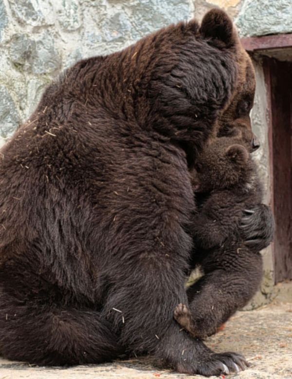 Mother Bear Angry at Her Cub (4 pics)