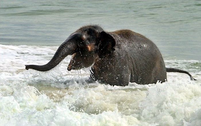 Swimming at the Beach (7 pics)