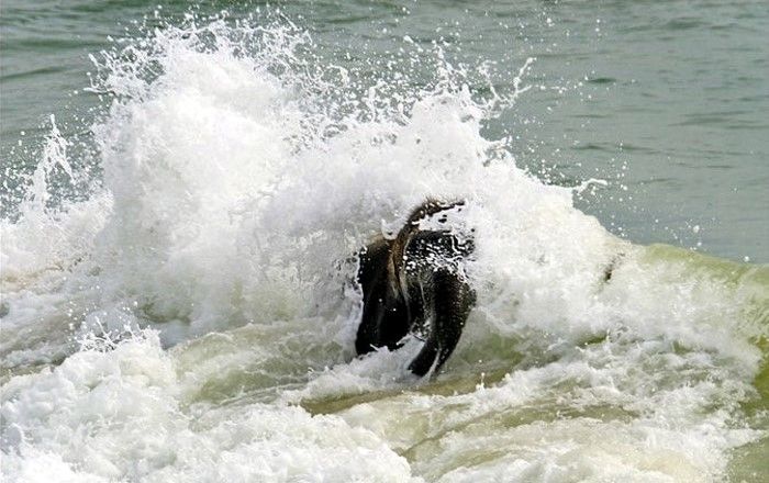 Swimming at the Beach (7 pics)