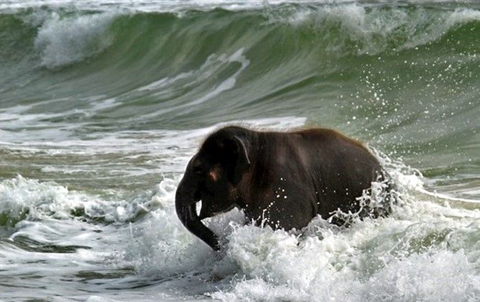 Swimming at the Beach (7 pics)