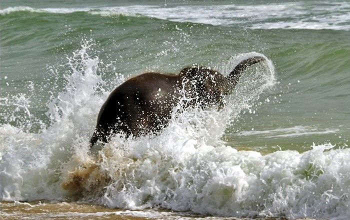 Swimming at the Beach (7 pics)