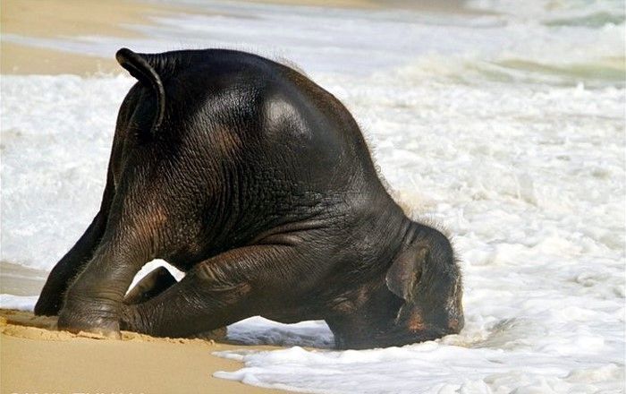 Swimming at the Beach (7 pics)