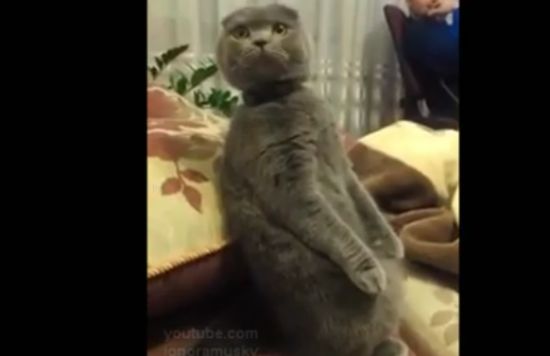 Funny Cat Watching Star Wars