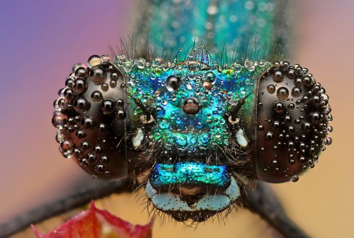 Insects Cope in a Downpour (40 pics)