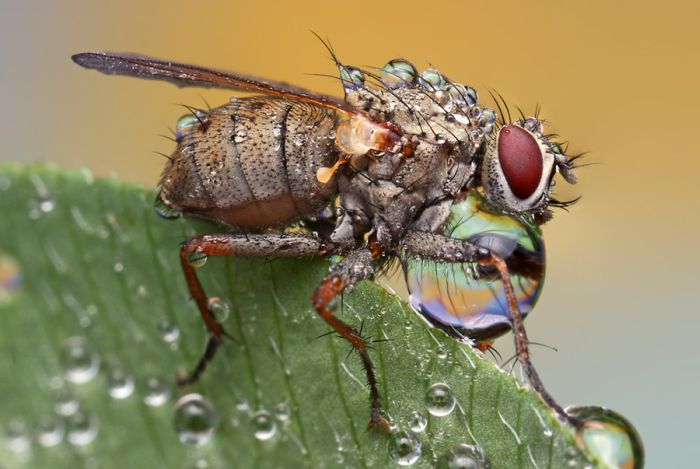 Insects Cope in a Downpour (40 pics)
