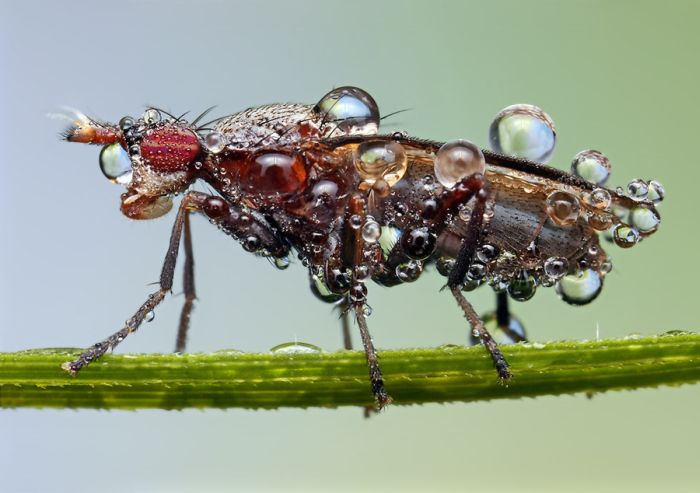 Insects Cope in a Downpour (40 pics)