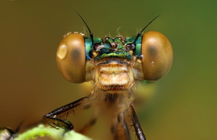 Insects Cope in a Downpour (40 pics)