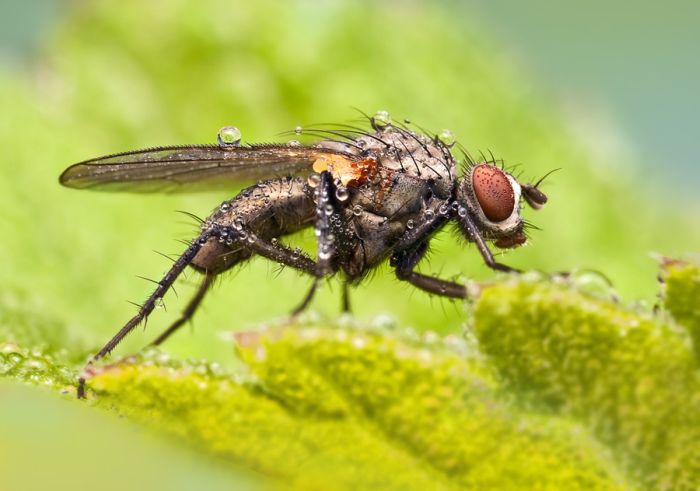 Insects Cope in a Downpour (40 pics)
