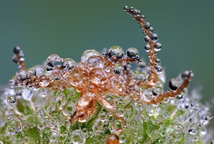 Insects Cope in a Downpour (40 pics)