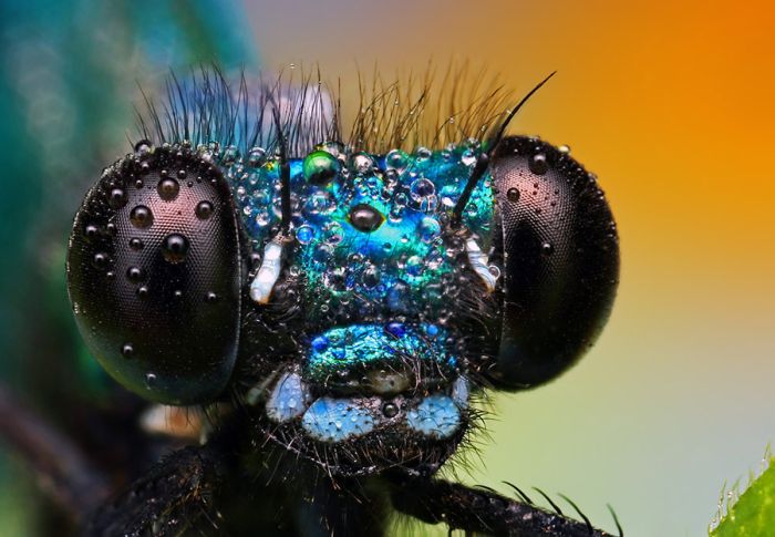 Insects Cope in a Downpour (40 pics)