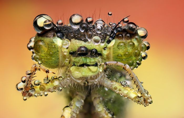 Insects Cope in a Downpour (40 pics)