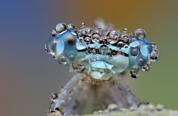 Insects Cope in a Downpour (40 pics)