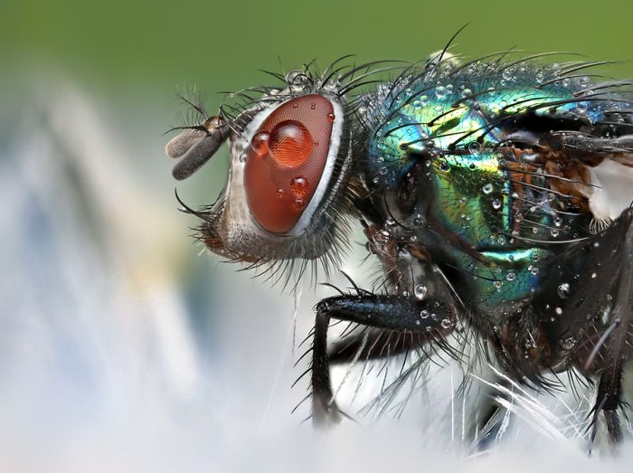 Insects Cope in a Downpour (40 pics)