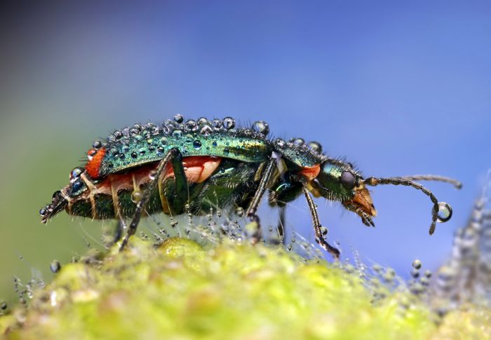 Insects Cope in a Downpour (40 pics)