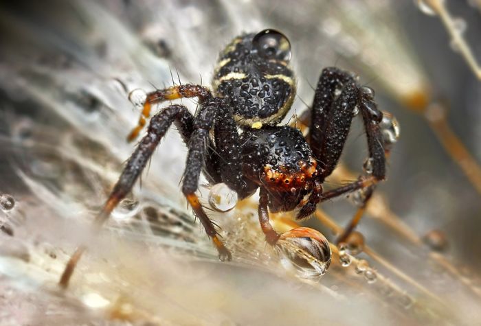 Insects Cope in a Downpour (40 pics)