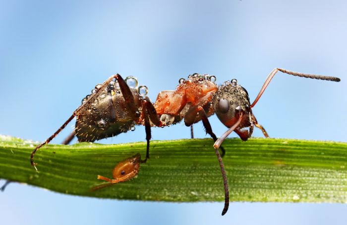 Insects Cope in a Downpour (40 pics)