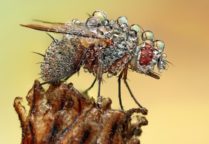Insects Cope in a Downpour (40 pics)