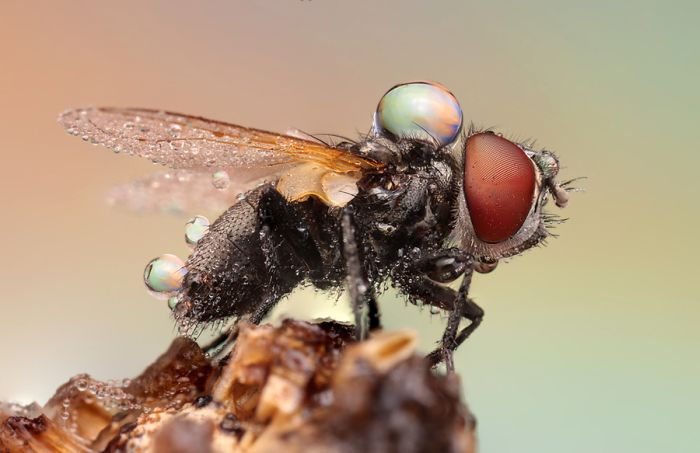 Insects Cope in a Downpour (40 pics)