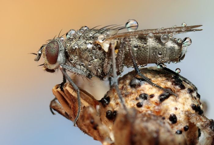 Insects Cope in a Downpour (40 pics)
