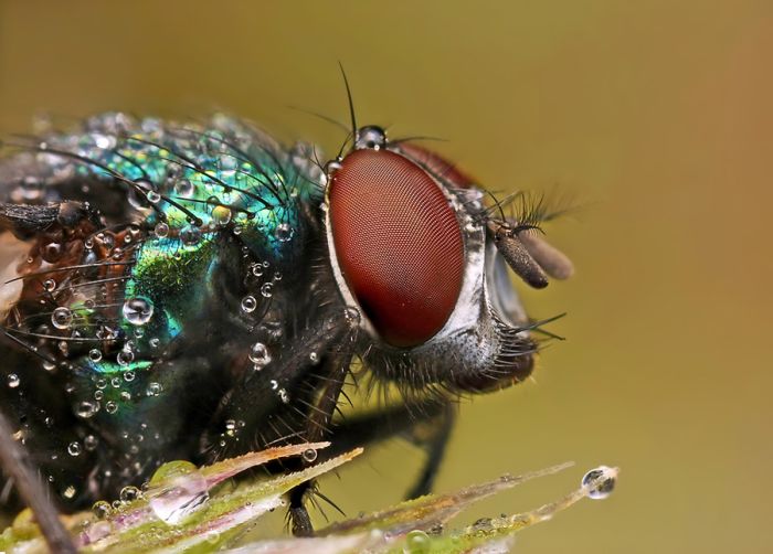 Insects Cope in a Downpour (40 pics)