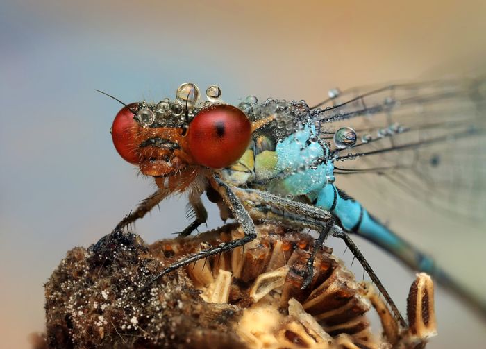 Insects Cope in a Downpour (40 pics)