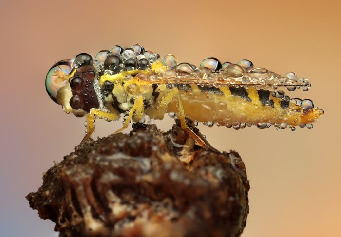 Insects Cope in a Downpour (40 pics)