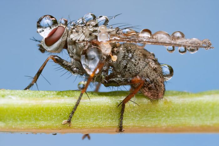 Insects Cope in a Downpour (40 pics)