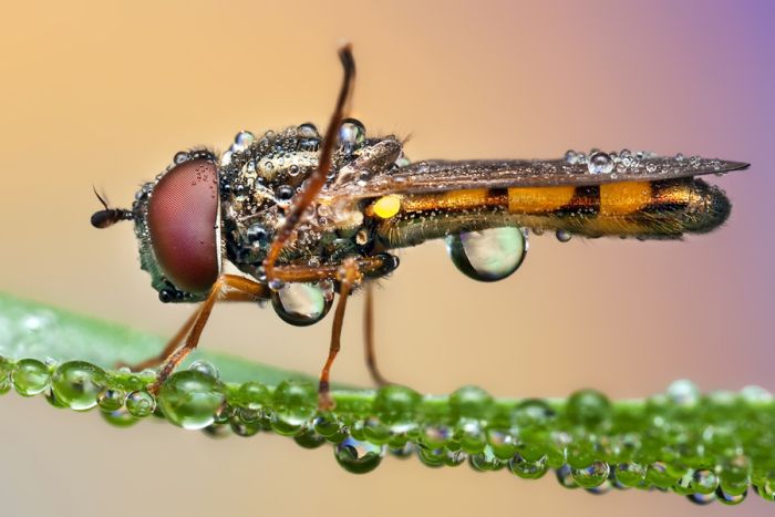 Insects Cope in a Downpour (40 pics)