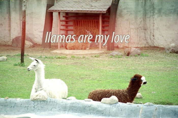 Love and Words (44 pics)