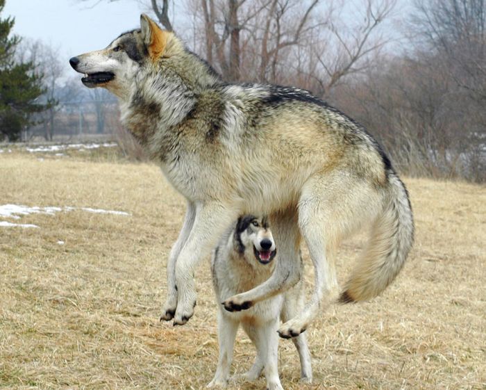 Photos of Wolves (46 Pics)
