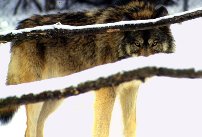 Photos of Wolves (46 Pics)