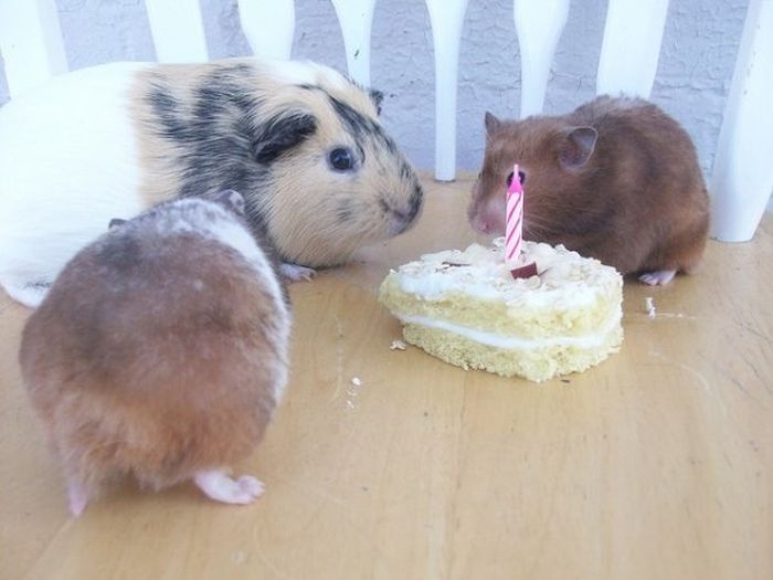 Animal Parties (31 pics)