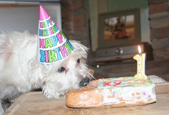 Animal Parties (31 pics)