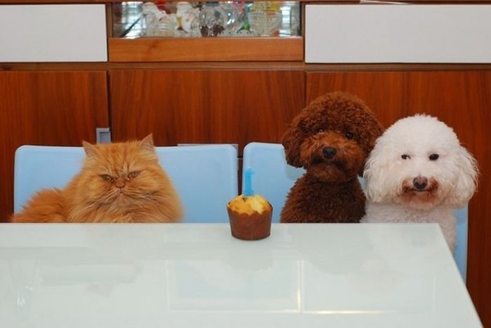 Animal Parties (31 pics)