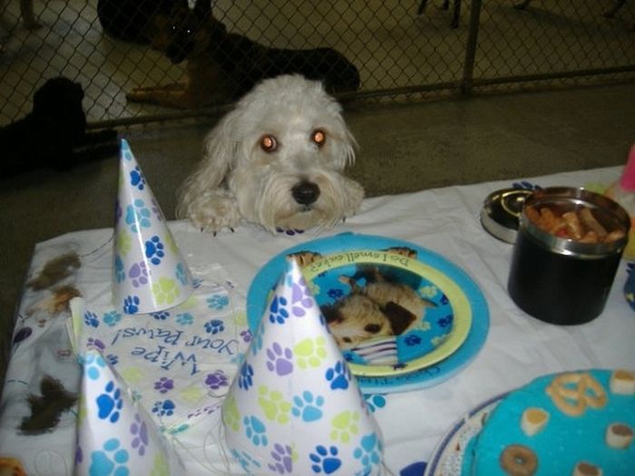 Animal Parties (31 pics)