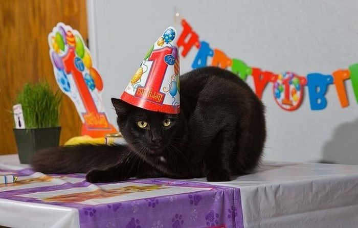 Animal Parties (31 pics)