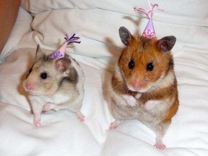 Animal Parties (31 pics)