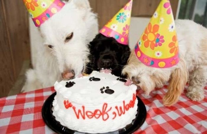 Animal Parties (31 pics)