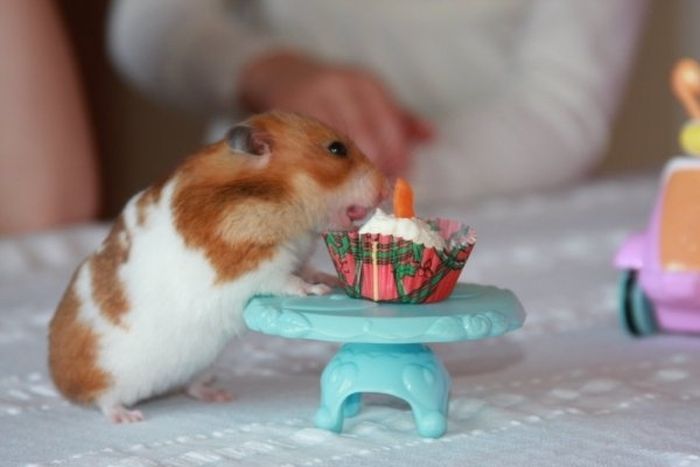 Animal Parties (31 pics)