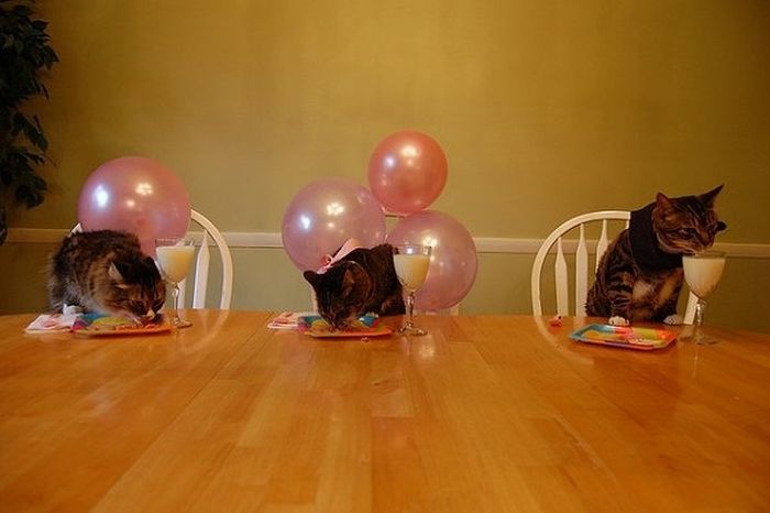 Animal Parties (31 pics)