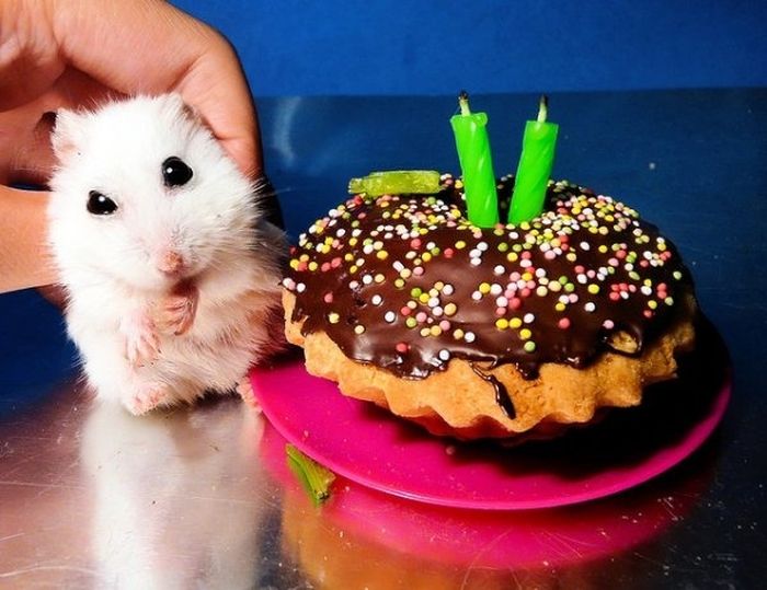 Animal Parties (31 pics)