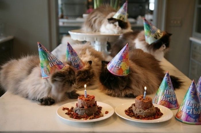 Animal Parties (31 pics)