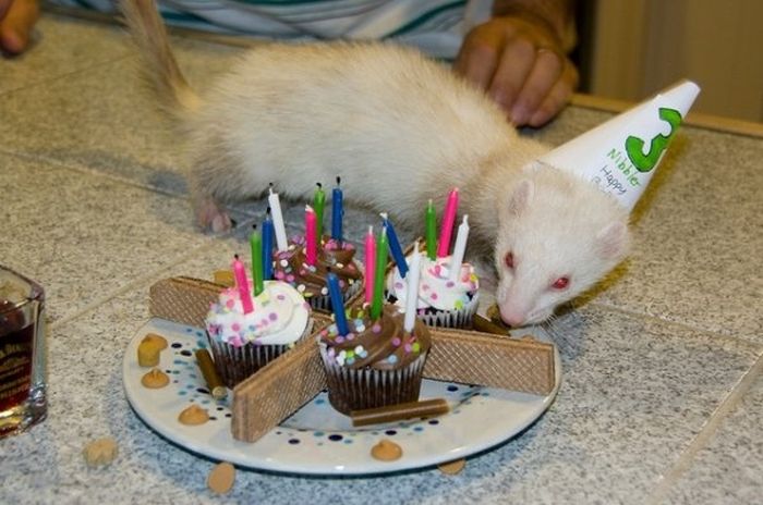 Animal Parties (31 pics)