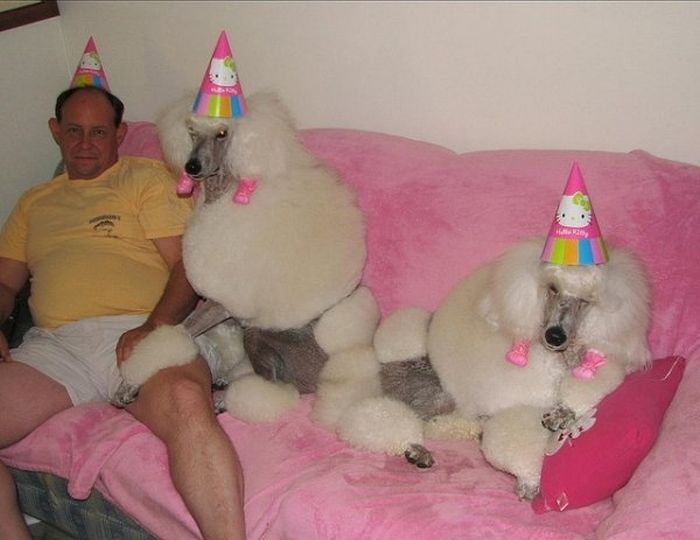 Animal Parties (31 pics)