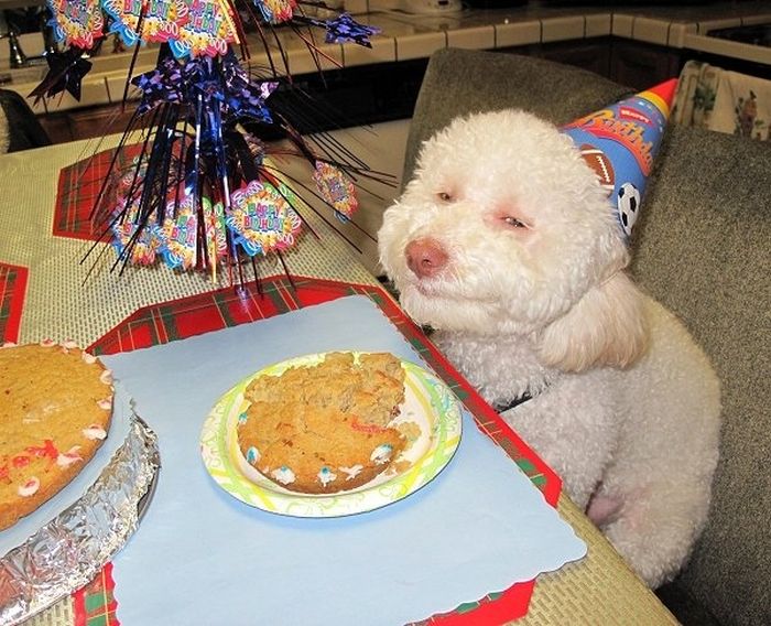Animal Parties (31 pics)